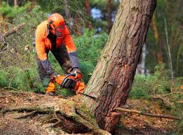 How Our Tree Care Process Works  in  Frankfort, IN