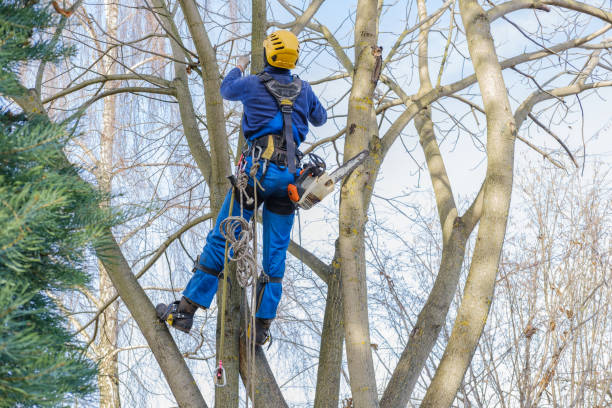 Best Fruit Tree Pruning  in Frankfort, IN